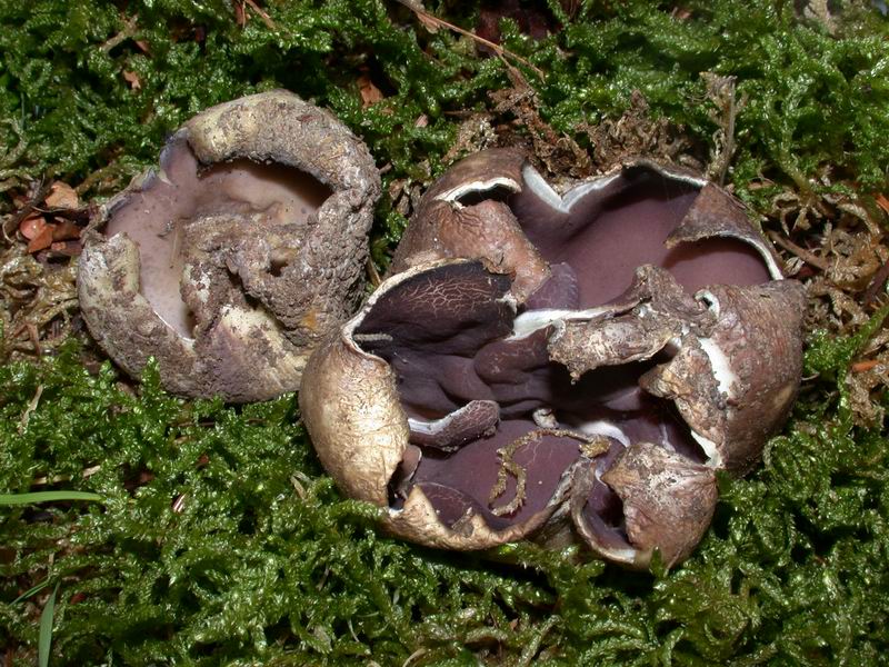 Mycoflora Toscana - Funghi  del tardo inverno e primaverili